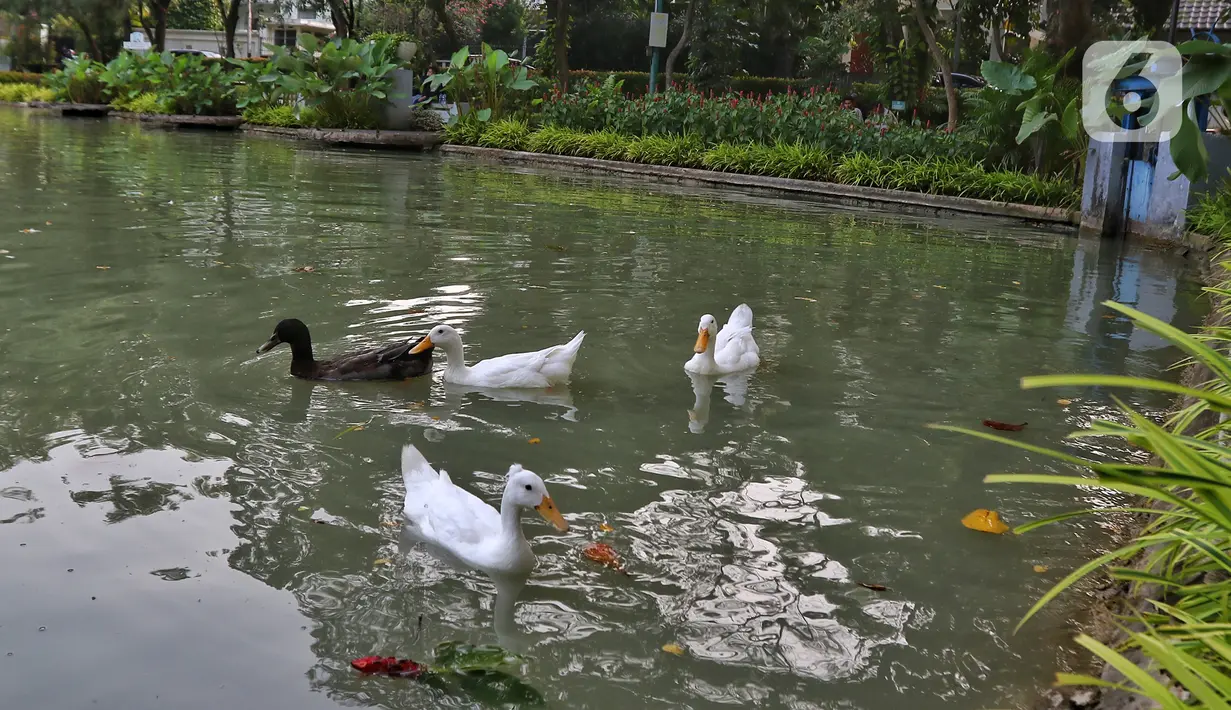 Taman Situ Lembang dikelilingi oleh rumah-rumah di kawasan elite Menteng. (Liputan6.com/Angga Yuniar)