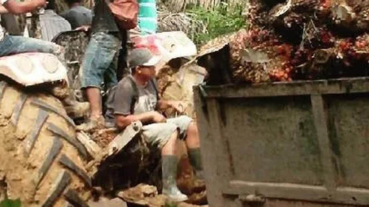 Kebijakan Sawit Eropa Dinilai Bikin Susah 3 Juta Petani Sawit di Dunia, Ini Alasannya