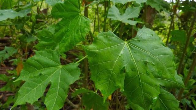 Daun Chaya Ampuh Sembuhkan Lebih dari 100 Penyakit - Citizen6 Liputan6.com