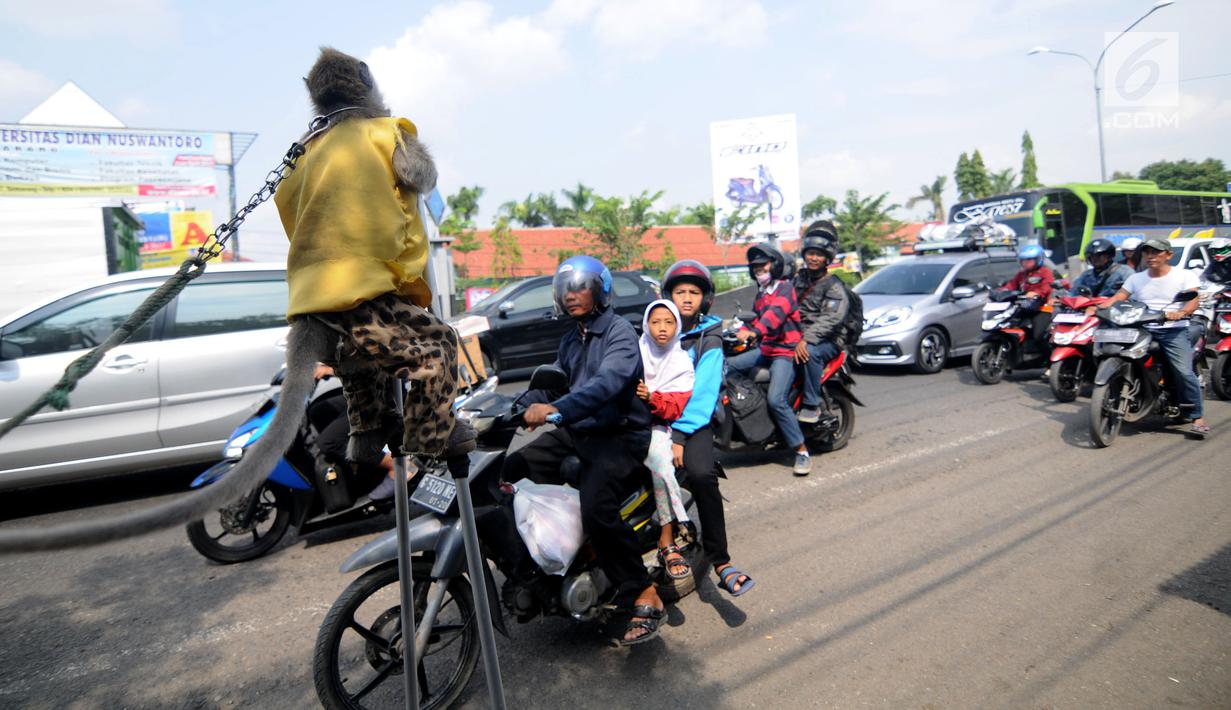 Pemudik melihat atraksi topeng monyet saat terjebak kemacetan di jalur Pantura Brebes, Jawa Tengah, Kamis (22/6). Antrean kemacetan panjang para pemudik dimanfaatkan untuk mendulang rupiah para pemilik atraksi topeng monyet. (Liputan6.com/Gempur M Surya)