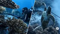 Kronologi Penangkapan WN China Tombak dan Masak Penyu Raja Ampat