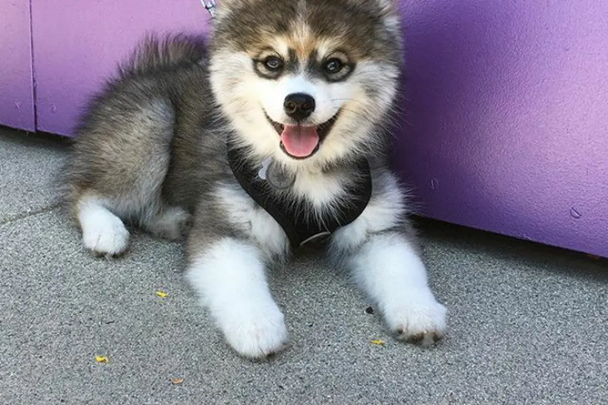 [Bintang] Gemas to the Max, Anjing Husky Ini Jadi Primadona di Instagram