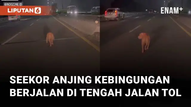 Seekor anjing tersesat di tengah jalan tol mengundang perhatian