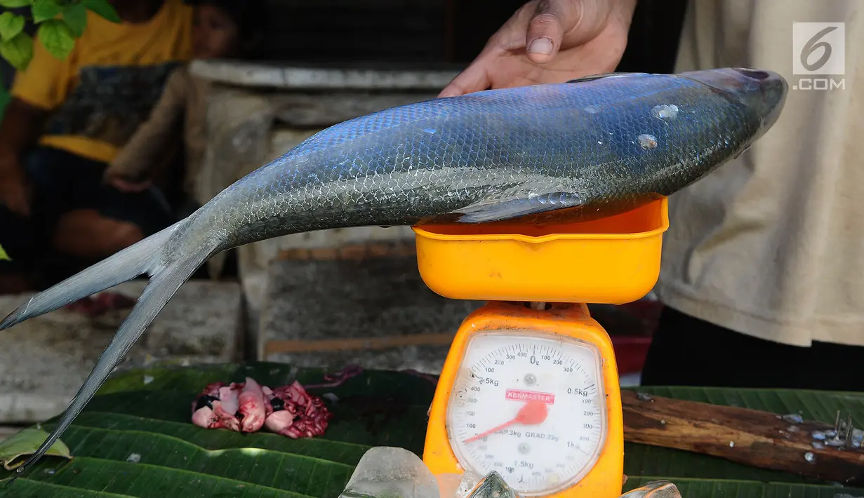 Pedagang menimbang ikan badeng di kawasan Rawa Belong, Jakarta, Senin (4/2). Jelang tahun baru Imlek penjual Ikan bandeng menjamur di Jalan Rawa Belong dan dibanderol harganya mulai dari Rp 50.000 per kilogram. (Liputan6.com/Herman Zakharia)