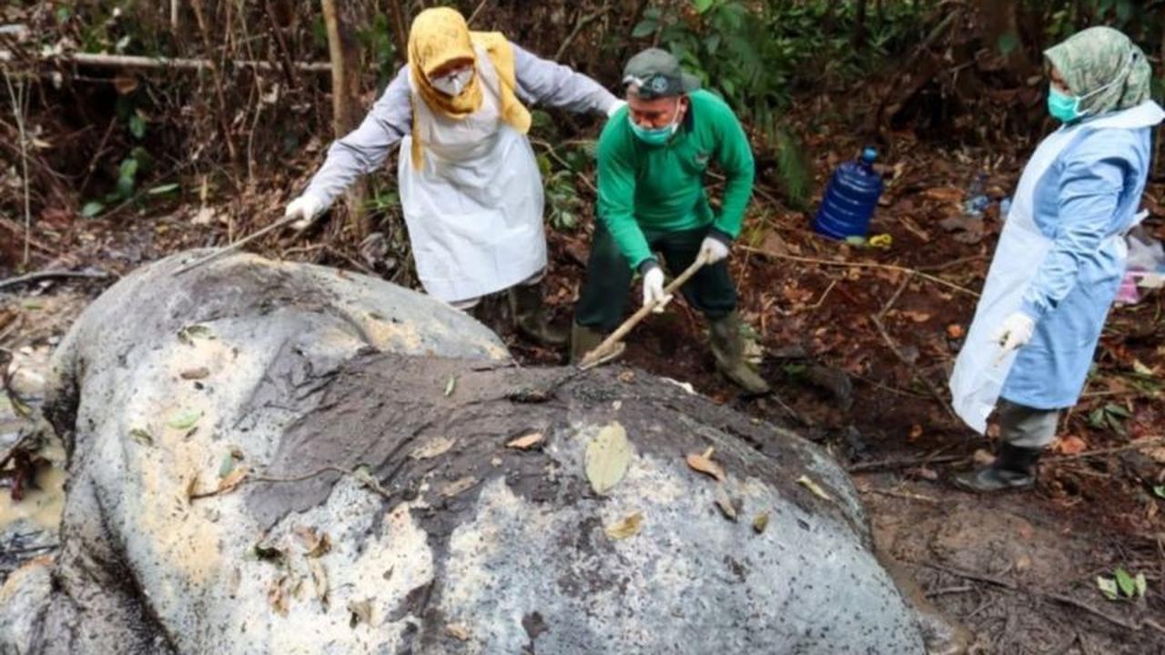 Penyelidikan Kematian Gajah Riau di Pelalawan Terus Berlanjut, 40 Saksi Diperiksa