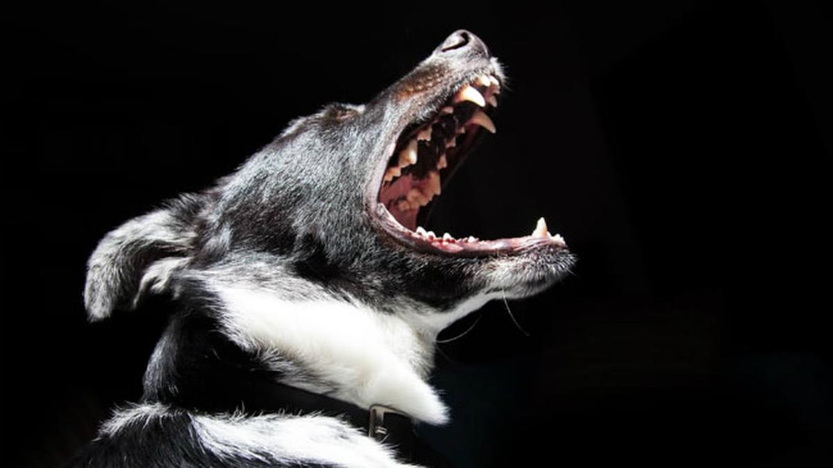 Tak Hanya Pit Bull, Ini 8 Ras Anjing Paling Ganas di Dunia