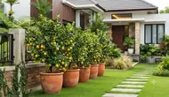 12 Pohon Buah dalam Pot yang Bisa Berbuah Sepanjang Tahun, Bikin Kebun Rumah Makin Produktif