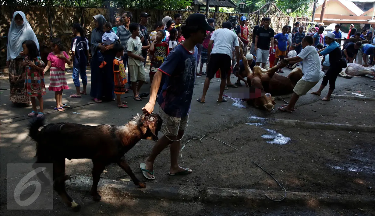 Panitia menggiring hewan kurban berupa kambing yang akan disembelih di kawasan Musholla Al-Insani, Jakarta Selatan, Senin (12/9). Proses pemotongan hewan kurban menjadi tontonan warga yang sudah berdatangan ke lokasi sejak pagi. (Liputan6.com/Johan Tallo)