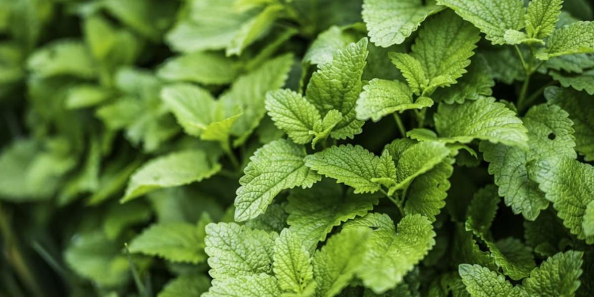 Daun Mint