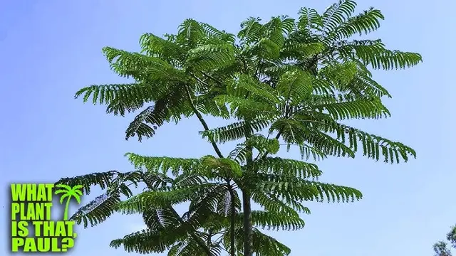 pohon low maintenance untuk halaman rumah yang cocok untuk pemula
