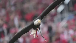 Elang maskot Benfica, Vitoria beraksi sebelum laga lanjutan Liga Portugal 2024/2025 melawan Sporting di Stadion da Luz, Lisbon, Portugal, Sabtu (10/05/2025) waktu setempat. (AP Photo/Armando Franca)