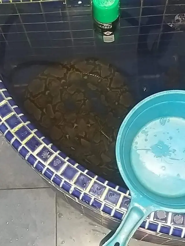 Viral Penampakan Ular Piton di Dalam Bak Kamar Mandi, Bikin Merinding