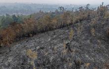 Kebakaran Hutan Terus Meluas di Kalimantan Barat