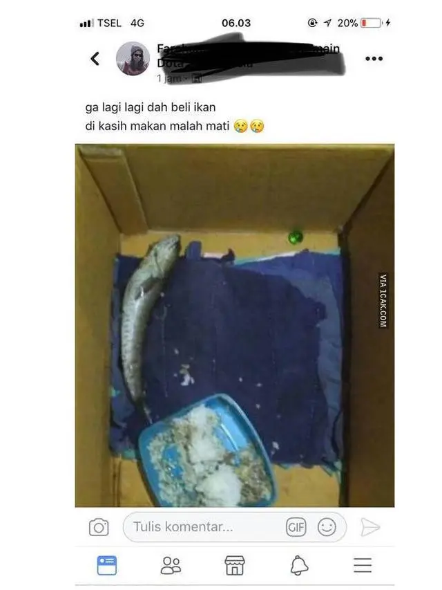 10 Potret Orang Beri Makan Ikan Layaknya Manusia Ini Kocak