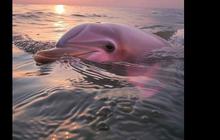 Viral Foto Lumba-Lumba Pink Terdampar di Pantai Biak Papua, Cek Faktanya