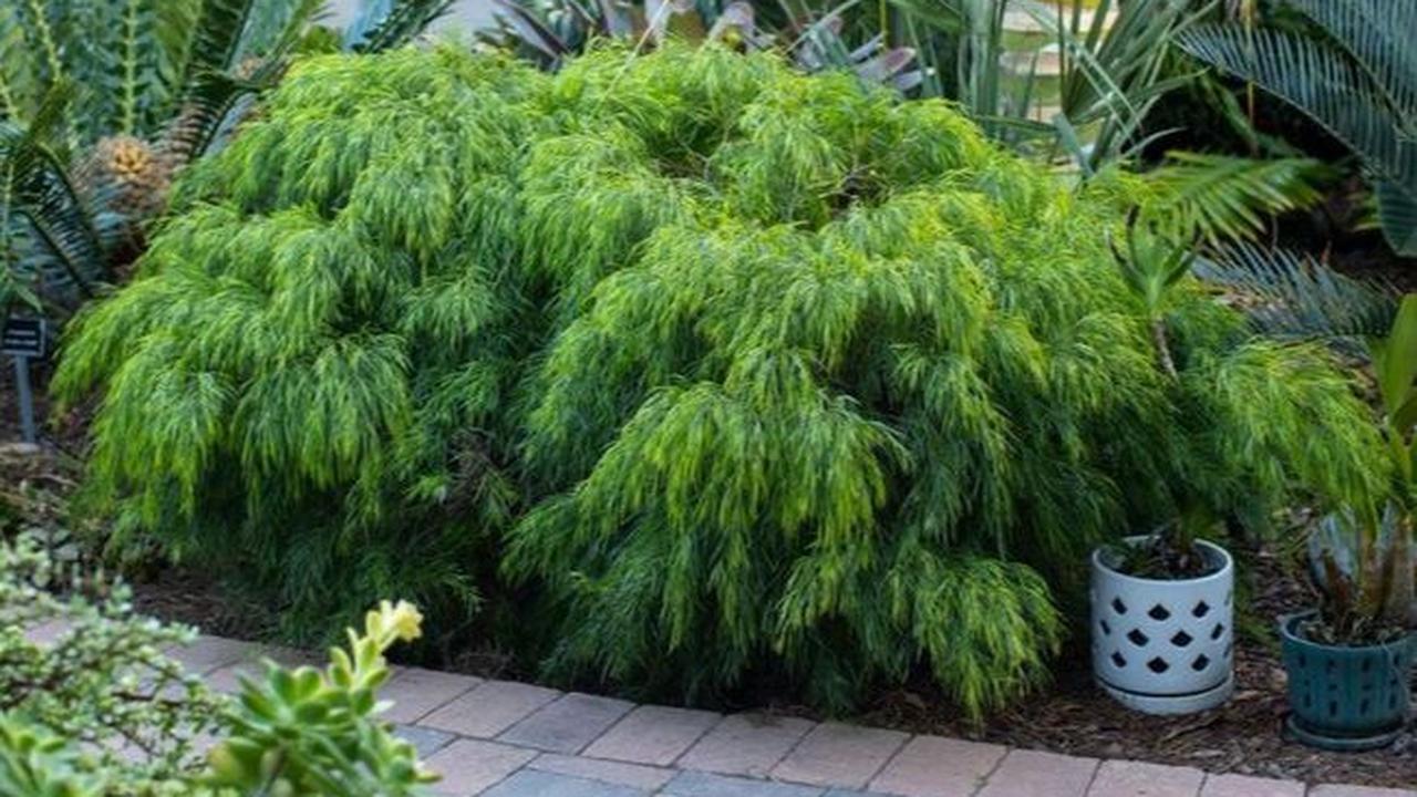 Acacia Cognata<br>