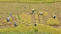 Sejumlah petani sedang memanen padi di wilayah Lalang, Nagari Pagadih, Agam, Sumatera Barat, Kamis 1/5/2025 (Foto:  Syahrul Rahmat)