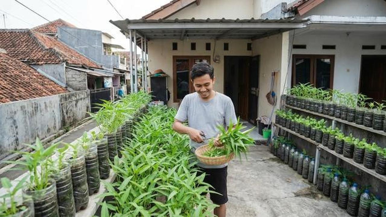 7 Cara Menanam Kangkung agar Tidak Pahit, Hasil Panen Dijamin Lezat