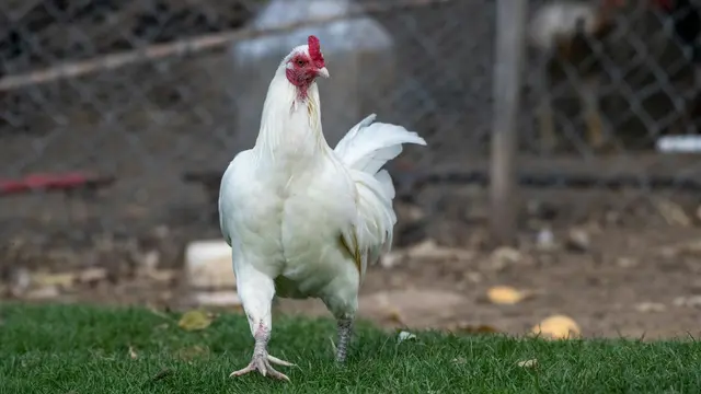 Ilustrasi ayam jago putih
