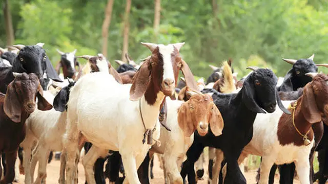 Idul Adha Datang Pilih Kambing Sehat Untuk Hewan Qurban. ©2015 Merdeka.com