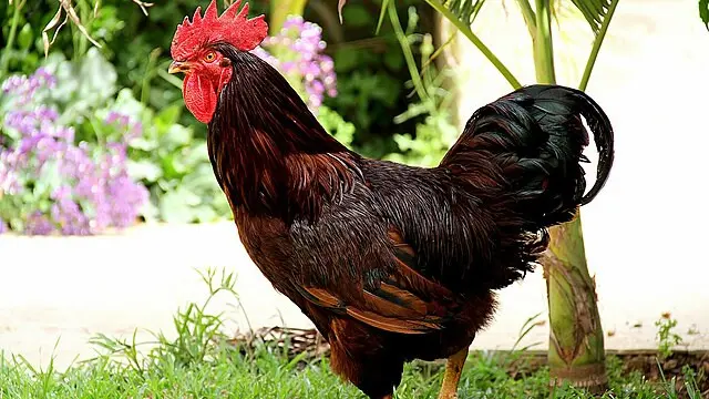 Ilustrasi Rhode Island Red (RIR)