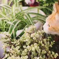 Tanaman yang beracun untuk kucing. (Gambar: Freepik/Magnific)