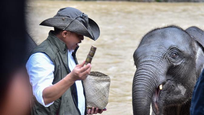 Menhut Raja Juli: Upaya Intensif Cegah EEHV Setelah Kepergian Anak Gajah di Riau