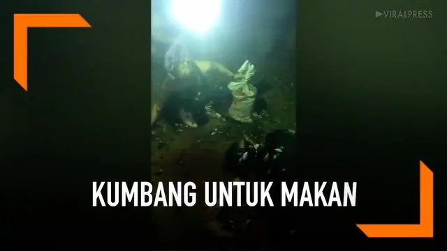 VIDEO: Warga Thailand Tangkap Ribuan Kumbang Untuk Dimakan