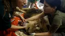 Petugas medis memegangi Samuni, singa delapan tahun saat akan menjalani pembedahan pengangkatan tumor dari perutnya di Ramat Gan Safari Zoo, Tel Aviv, Israel, Rabu (29/7/2015). (REUTERS/Baz Ratner)
