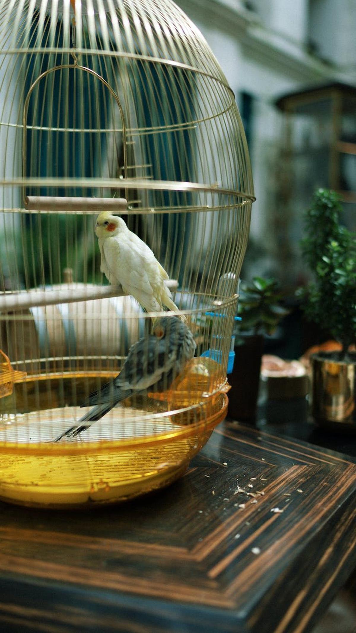 5. Burung: Berkicau di Kamar Kost? Mengapa Tidak!