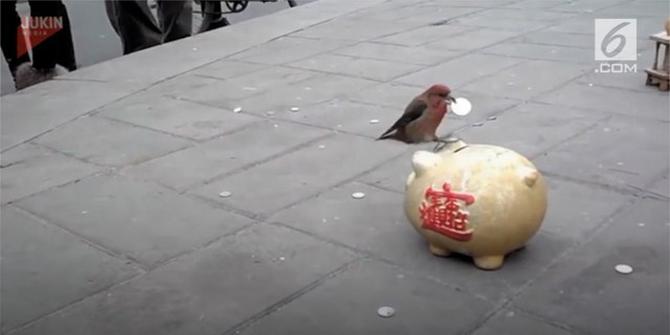 VIDEO: Menggemaskan, Burung Pipit Ini Pintar Menabung