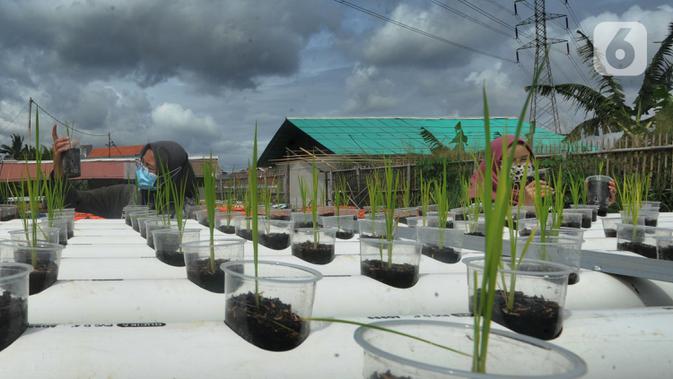 Kaum ibu dari Pengurus Kelompok Wanita Tani (KWT) Berkah memelihara padi dan lele dengan sistem aquaponik di Kampung Ramah Lingkungan, Mutiara Bogor Raya, Katulampa, Kota Bogor, Jawa Barat, Minggu (13/12/2020). (merdeka.com/Arie Basuki)
