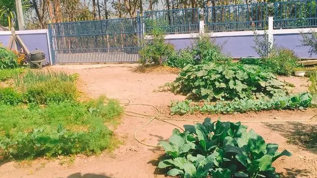 Kebun Rumah DJ Butterfly di Thailand