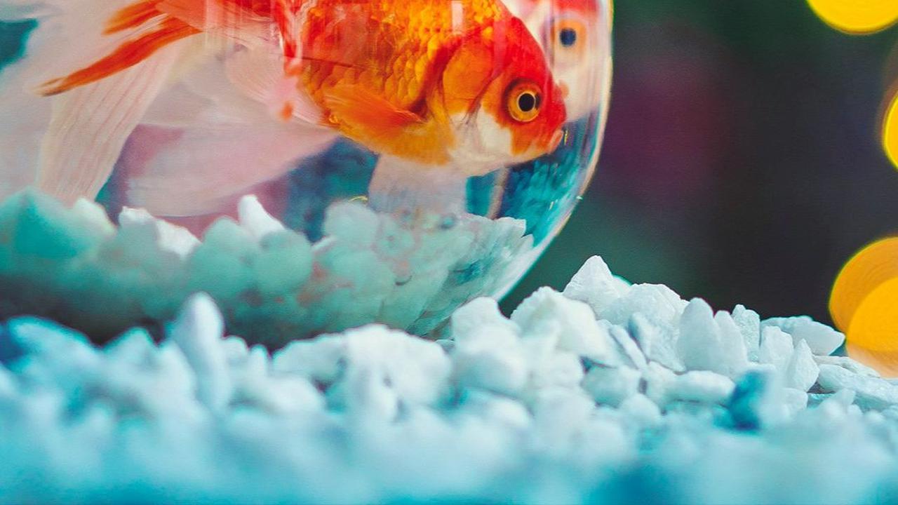<b>Status WA Mancing Lucu yang Bijak</b>