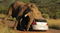 Gajah tersebut memeluk dan menggosok-gosokkan kepala pada VW Golf.