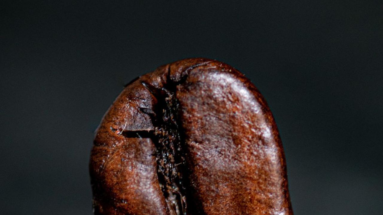 <b>Karakteristik Robusta dan Arabika</b>