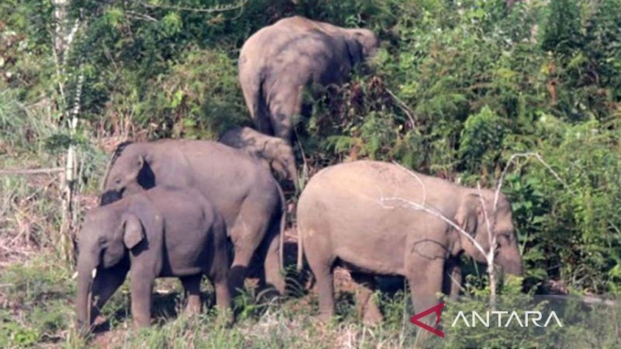 Tragis, Interaksi Gajah Sumatra di Bener Meriah Renggut Nyawa Petani