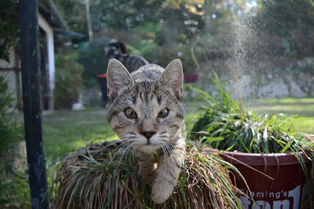 [Bintang] Kucing 