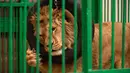 Seekor singa bermain dalam tempat penampungan hewan yang trauma akibat perang, yang dikelola oleh Natalia Popova, di Chubynske, Ukraina, 1 Maret 2023. Popova bekerja sama dengan kelompok perlindungan hewan UA Animals telah menyelamatkan ratusan hewan dari perang. (AP Photo/Vadim Ghirda)