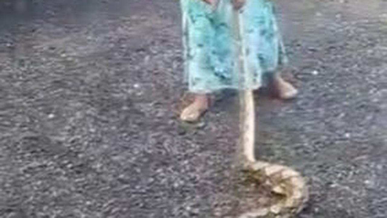 Aksi emak-emak tangkap ular dengan tangan kosong,