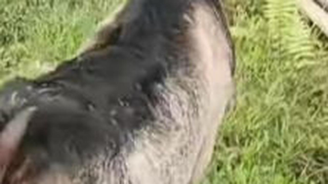 Kambing Tidak Dikonsumsi<br>