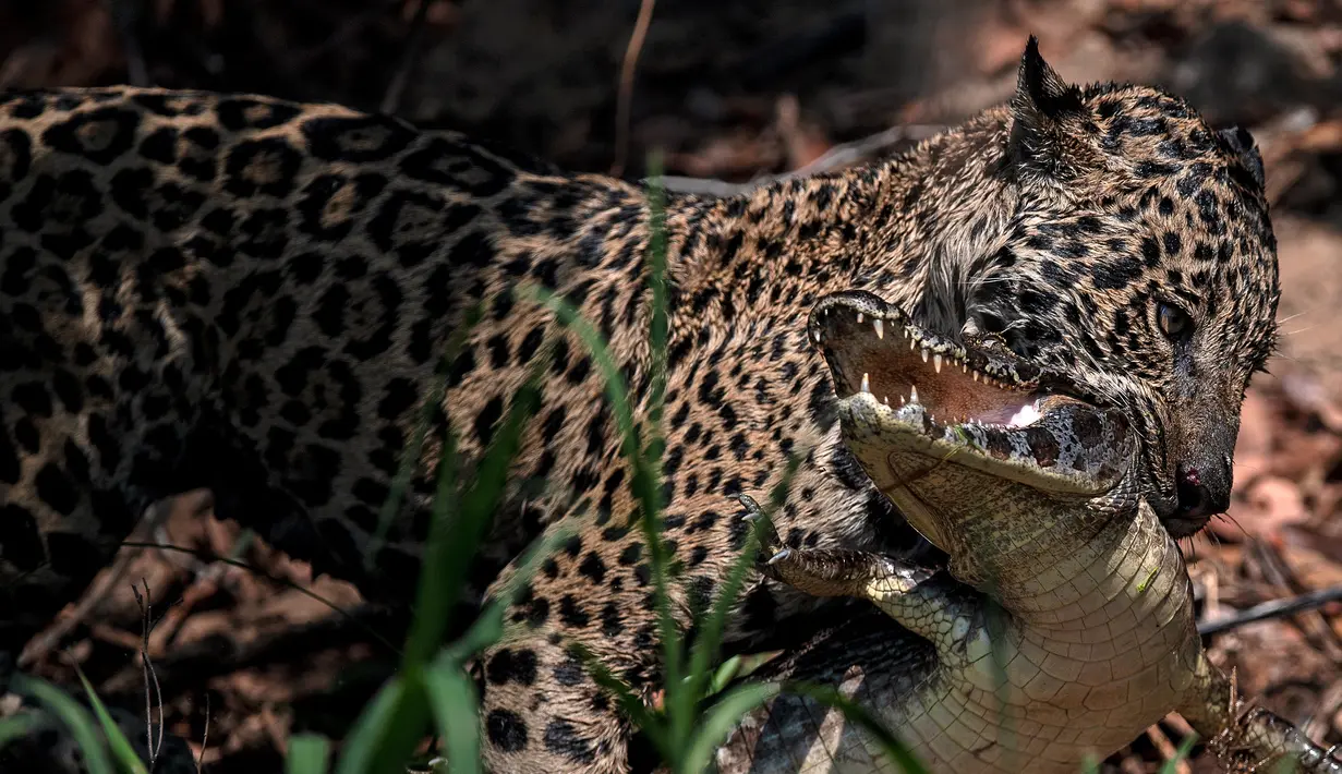Seekor jaguar memburu cayman di Porto Jofre, Pantanal, negara bagian Mato Grosso, Brasil, pada 5 September 2021. Laju kepunahan satwa di Amazon akibat deforestasi jadi cerminan bagaimana kondisi satwa di tengah laju industri global yang tidak ramah lingkungan. (AFP/Carl De Souza)