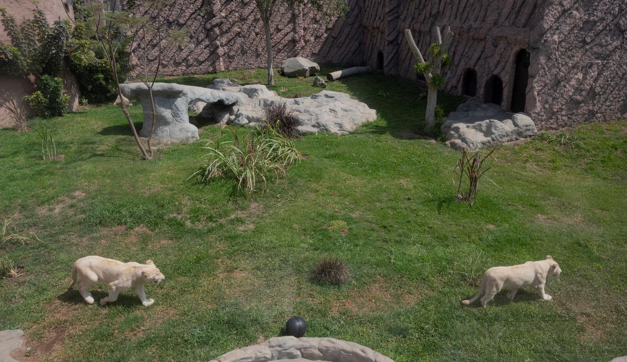Sepasang singa putih berusia dua belas dan sebelas bulan dipamerkan di Kebun Binatang Parque de las Leyendas di Lima, Peru, Selasa (4/1/2022). Singa putih dianggap sebagai spesies langka yang terancam punah terutama karena ketidakmampuan menyamarkan diri dari pemangsa. (Cris BOURONCLE/AFP)