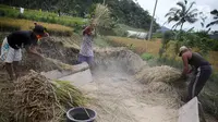 Petani memanen padi di Desa Jungutan, Karangasem, Bali, Jumat (1/12). Erupsi Gunung Agung yang memuntahkan abu vulkanik menyebabkan tanaman padi milik warga rusak serta mengalami penurunan kualitas produksi. (Liputan6.com/Immanuel Antonius)