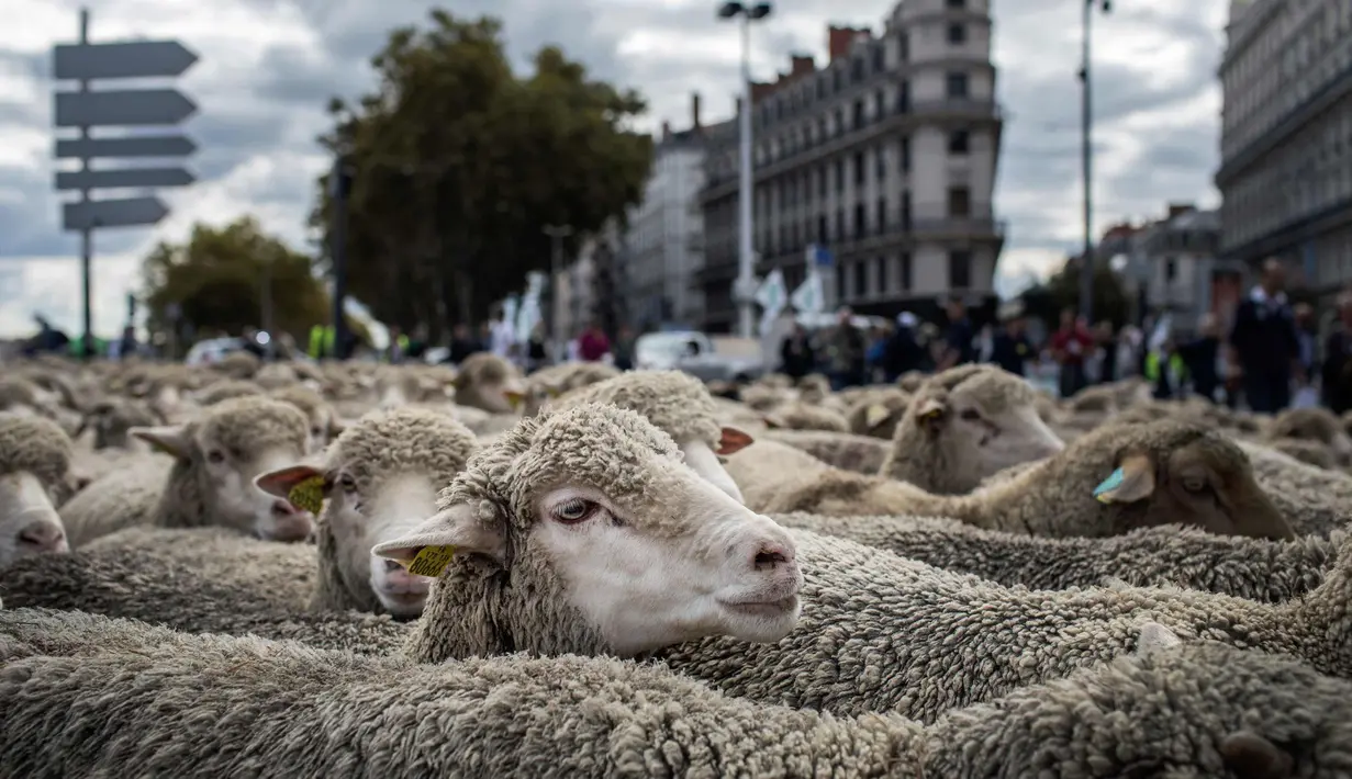 Ratusan domba saat diajak para peternak dalam aksi unjuk rasa menentang kebijakan 'Plan Loup' di Kota Lyon, Prancis, (9/10). Aksi peternak tersebut untuk menentang program perlindungan serigala. (AP Photo / Laurent Cipriani)