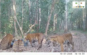 1,5 Tahun Berlalu, Induk Harimau Sumatera Kembali Terekam Bareng 3 Anaknya