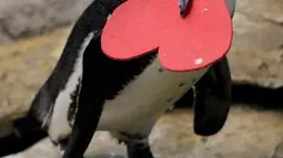 Seekor penguin membawa sarang berbentuk hati dari para ahli biologi di Akademi Ilmu Pengetahuan California yang terletak di San Francisco, Selasa (13/2). Kado itu sebagai bentuk perayaan hari Valentine atau kasih sayang. (AP Photo/Marcio Jose Sanchez)