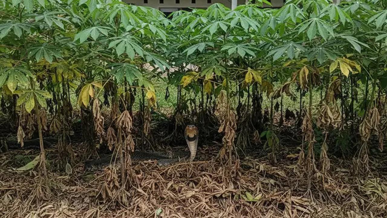 7 Jenis Pagar Tanaman yang Menarik Ular Kobra