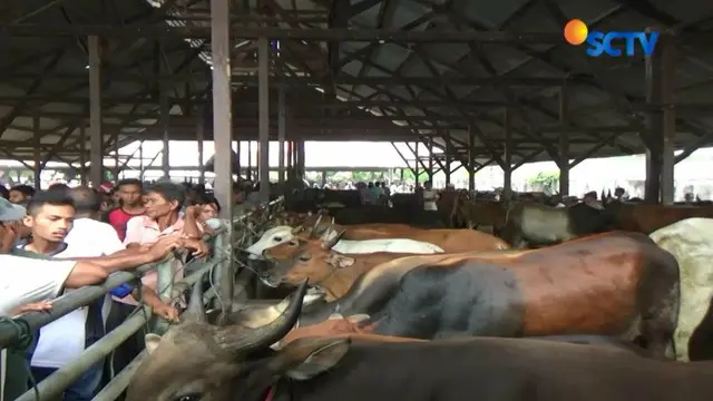 Harga Hewan Kurban di Aceh Terus Melonjak 