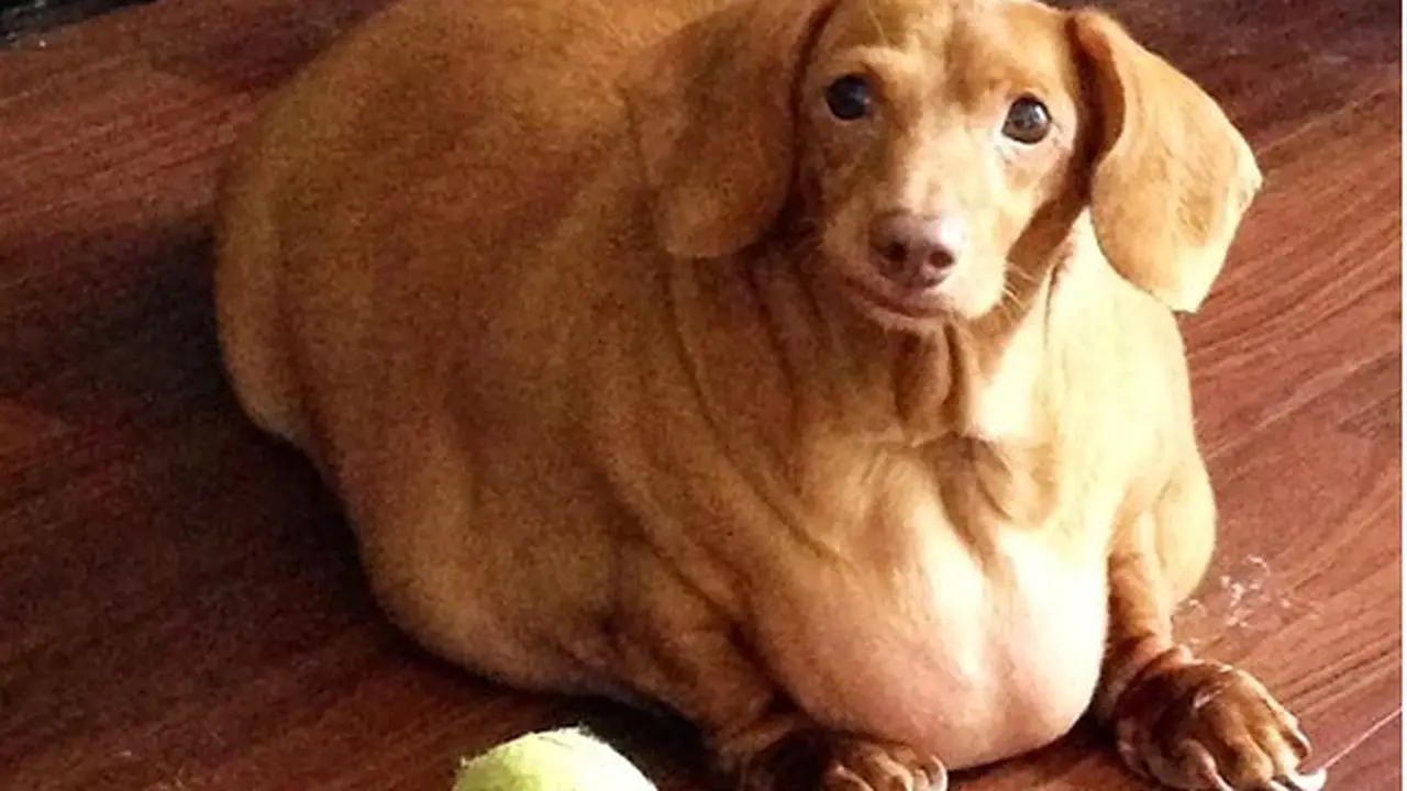 Tak Lagi Makan Pizza dan Burger, Berat Anjing Ini Turun 22 Kg
